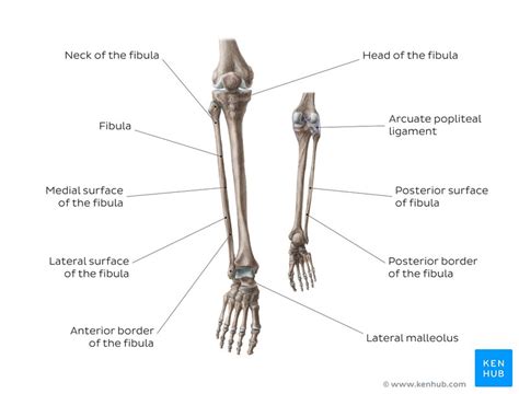 Fibula: Anatomy, bone landmarks and clinical aspects | Kenhub