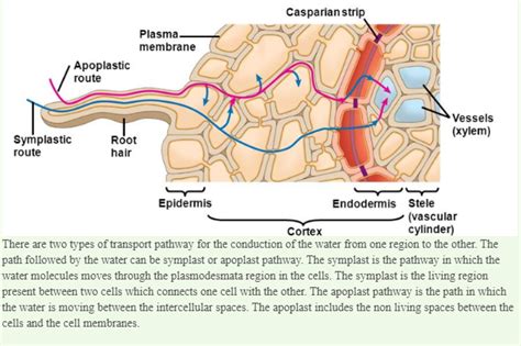 PIUL CCI 20. Describe apoplast pathway and symplast pathway. 1 What is ...