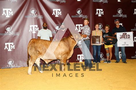 Steer Show Next Level Images