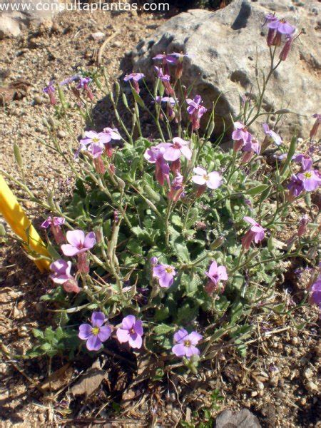 Aubrieta Aubrietia O Aubrecia Cuidados