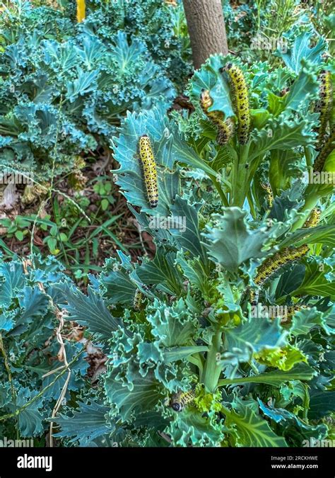 Cabbage White butterfly caterpillar in garden Stock Photo - Alamy