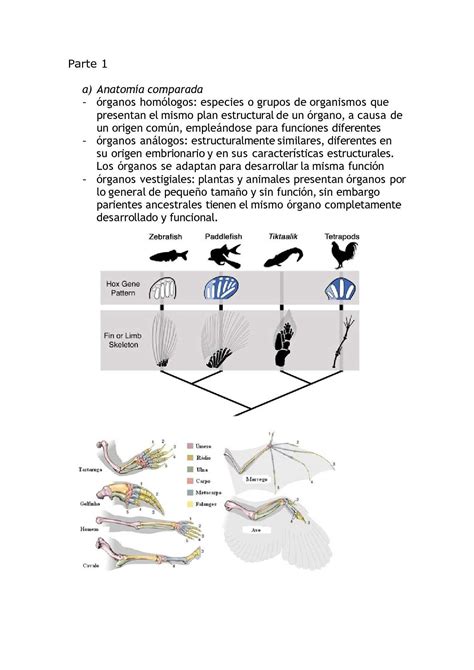 Calaméo Teorías Evolutivas