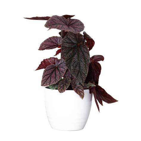 Costa Farms 6 In Begonia Assorted Plant In Scheurich Pot 1