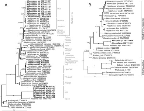 Phylogenetic Tree Of Partial 18S RRNA Gene Sequences Including The