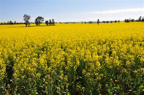 Superior Crop Safety Yield Shines Light On New Canola Herbicide Crt