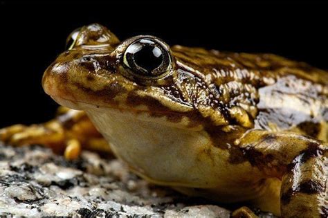 Sierra Nevada Yellow Legged Frog Alchetron The Free Social Encyclopedia