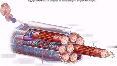 Skeletal Muscle Fiber Structure