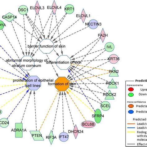 The Skin Development Gene Expression Correlation Network Determined By Download Scientific