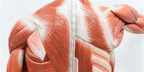 Muscle Physiology 101 Understanding How Muscles Work Invigor Medical