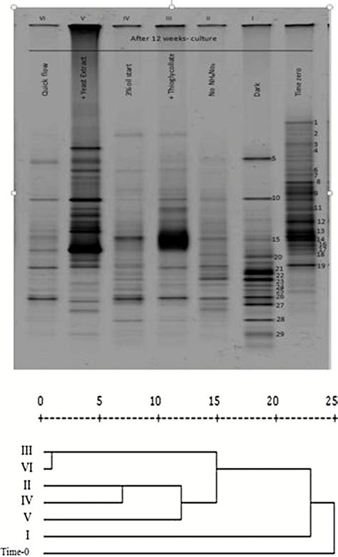 Upper Typical Dgge Profiles Of S Rrna Amplicons Of Total Genomic Dna