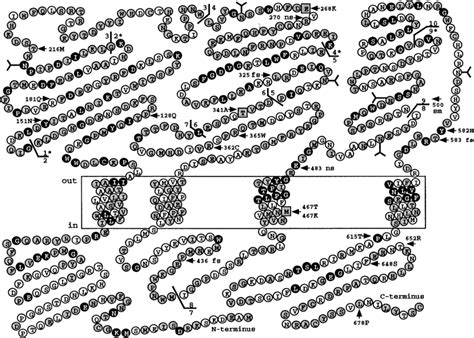 Cystinuria Specific Mutants In 4 TM Domain Topology Model Of Human RBAT