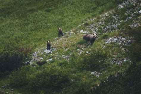 Hautes Tatras Randonn E D Observation Des Ours En Slovaquie