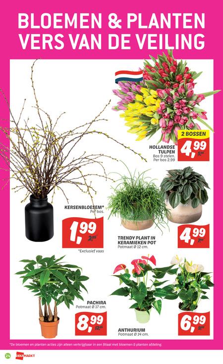 Kamerplant Tulpen Folder Aanbieding Bij Dekamarkt Details