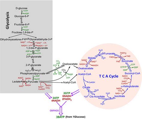 Glucose Tca Cycle