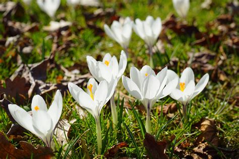 Free Images Nature Blossom White Flower Petal Bloom Spring