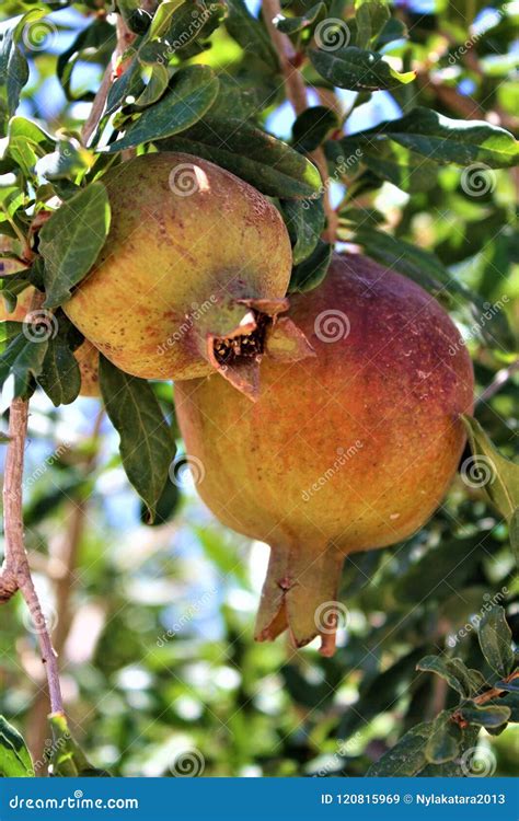 Pomegranate Punica Granatum Fruit Bearing Deciduous Shrub Or Small