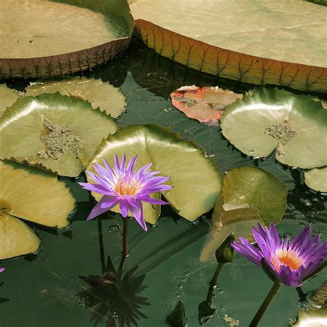 Organic Blue Lotus Whole Dried Flowers Nymphaea Caerulea Etsy