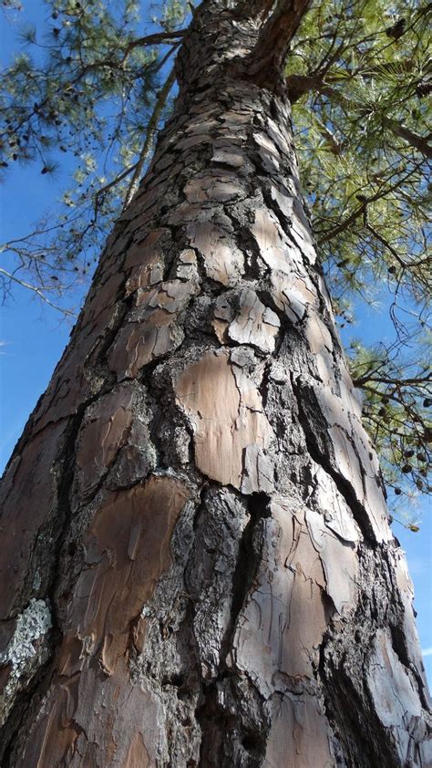 Care Of Loblolly Pine Trees Information About Growing Loblolly Pine