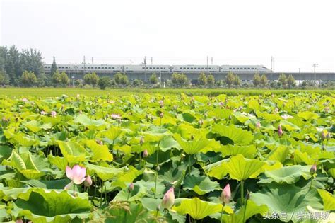 夏日景色美 動車畫中行 每日頭條