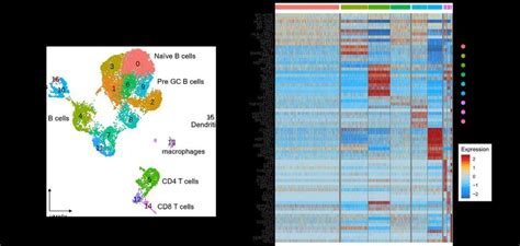 Fig S13 Single Cell Mapping Of Immune Cell Subsets In Human Tonsil Download Scientific