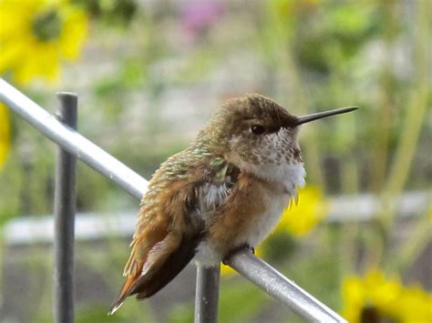 Hummingbird Habitat | Audubon Rockies