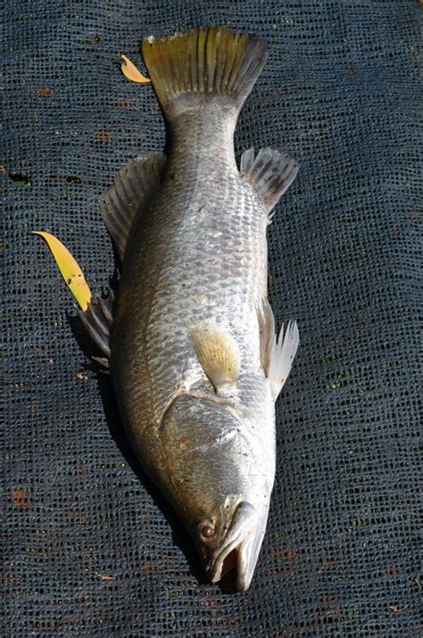 Barramundi (aquaculture) | AgriFutures Australia