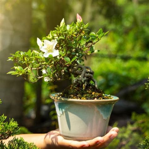 Origin and History of Bonsai: Tradition and Miniature Art in the United ...