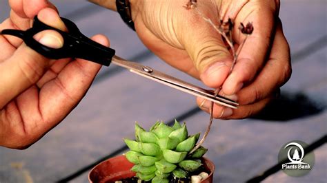 How To Get Echeveria And Succulent Seeds Via Pollinating Flowers Youtube