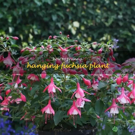 The Ultimate Guide To Pruning A Hanging Fuchsia Plant | ShunCy