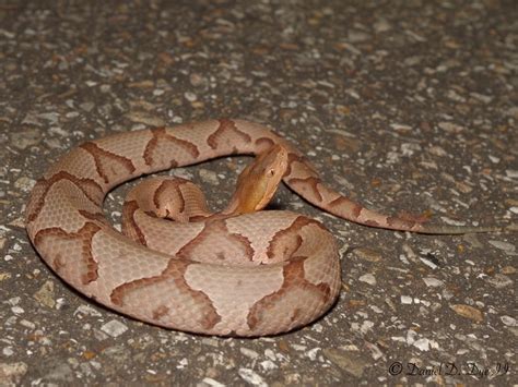 Southern (Eastern) Copperhead | Florida Backyard Snakes