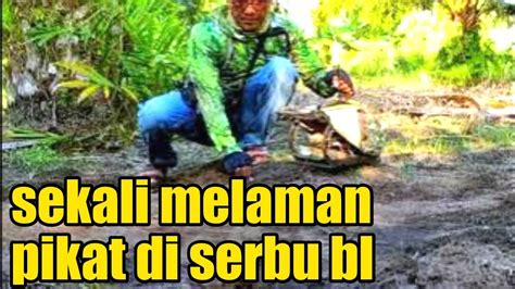 Mikat Tekukur Jumpa Tekukur Galak Kali Ini Hanya Di Kasih Rezeki