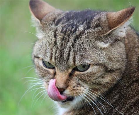 Langue de chat râpeuse utilité fonction particularité et toilette