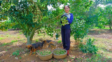 Full Video Harvesting The Macadamia Garden Goes To Market Sell