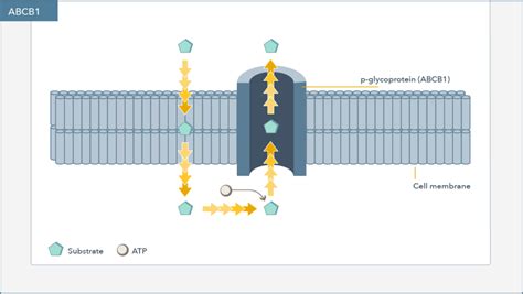 Abcb1 Gene Spotlight Genomind