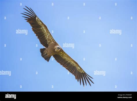 Eurasian Griffon Vulture Gyps Fulvus Soaring In Sky Stock Photo Alamy