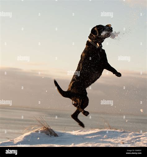 Black Lab Hunting High Resolution Stock Photography and Images - Alamy