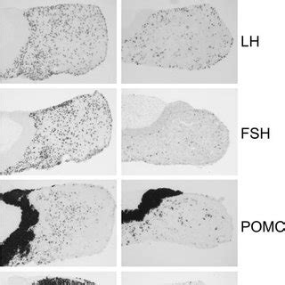 MRNA Expression Of Pituitary Hormones Of Pax8 And Wild Type Mice At