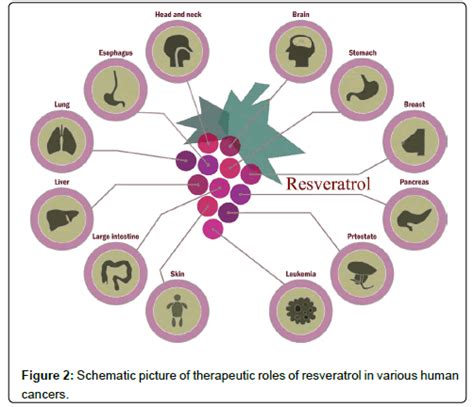 Physical Chemistry Biophysics Resveratrol