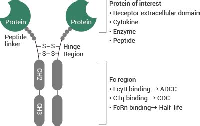 Fc Fusion Protein Review | Sino Biological