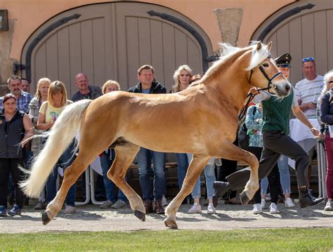 VERITAS Fohlen Siegen Zum Fohlenchampionat In Moritzburg SGV