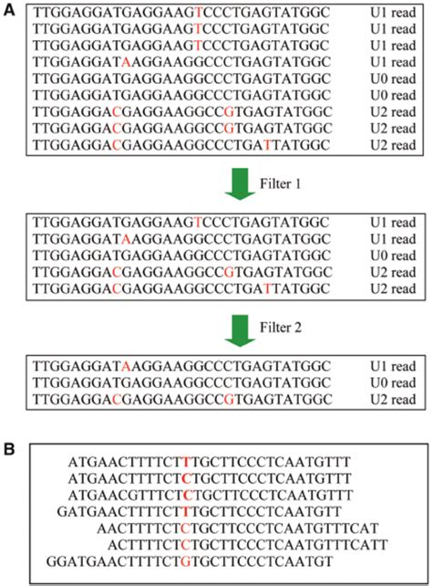 The Flow Chart Of Single Nucleotide Variations Identification In Download Scientific Diagram