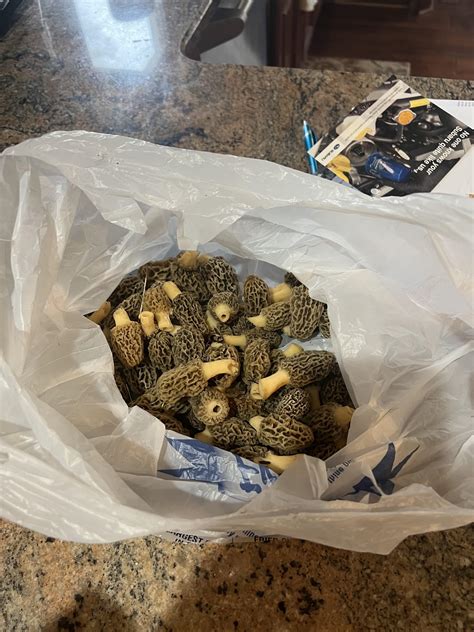 A successful Morel hunt : r/Mushrooms