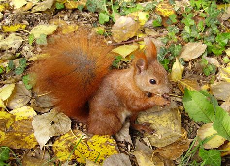 Dateieichhörnchen Im Herbst Wikipedia