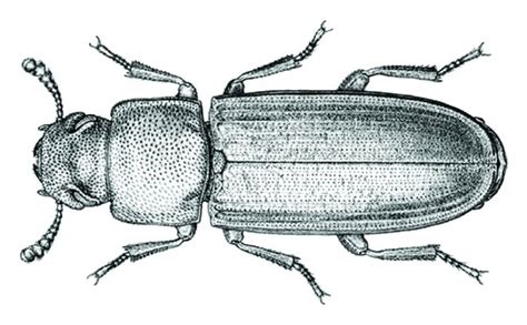 Drawing of adult Tribolium confusum (reprinted with permission from ...