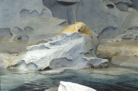 Snow Lands At Reid Park Zoo In Polar Bear Form