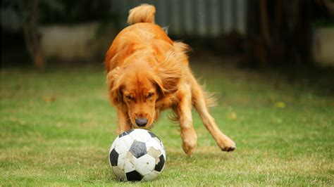 This Dog Is Premier League Manager Material | The18