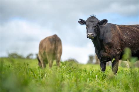 Premium Photo Regenerative Stud Angus Wagyu Murray Grey Dairy And