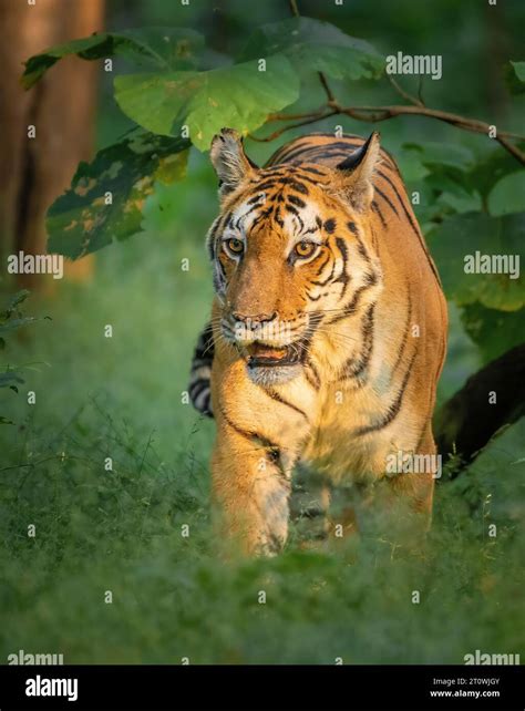 Tiger Walking Indian Tiger Walking In Forest Tiger From Pench