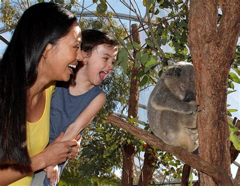 Have Your Photo with a Koala | WILD LIFE Sydney Zoo