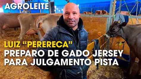 Luiz Perereca E O Preparo De Gado Jersey Para Julgamento De Pista Na